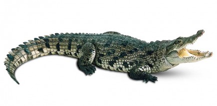 Crocodile